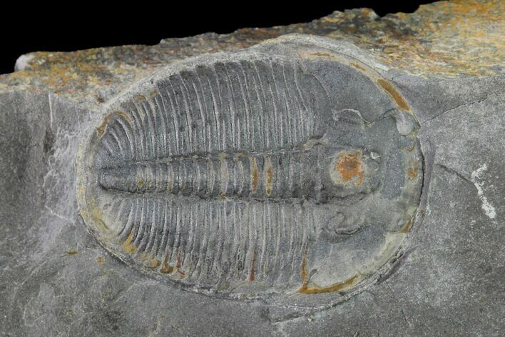 Elrathia Trilobite Fossil - Utah - House Range #139623